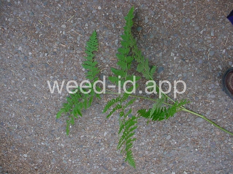 brackenfern